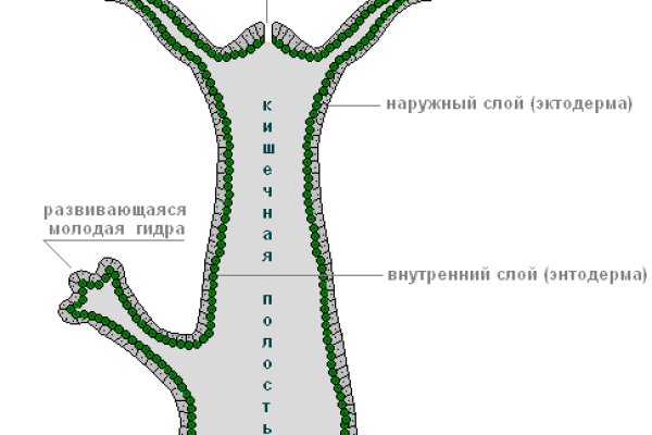 Гидра и кракен